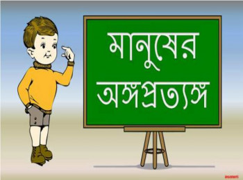 মানুষের অঙ্গপ্রত্যঙ্গ