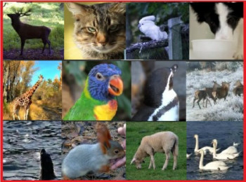 Animals and Birds