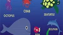 Ocean Animals